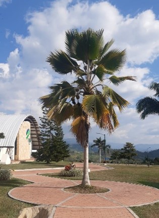 CONVIVENCIA CHINAUTA TIERRA ALTA 